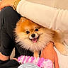Luca joined the competition — help win amazing prizes! dog, pomeranian, pet, toy, pink_toy, person, arm, hand, knee, couch, indoor, smiling, happy, fur, closeup, warm_lighting, casual_clothing, bracelet, relaxing, companionship