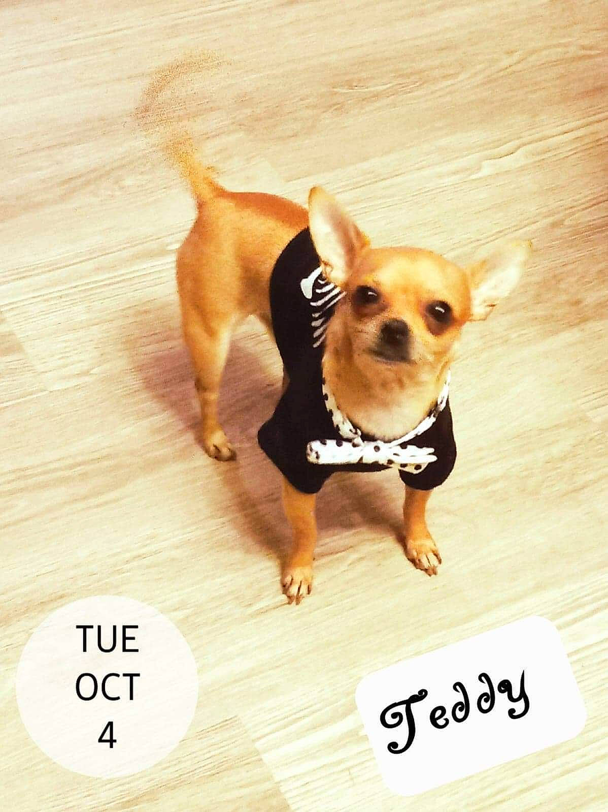 Teddy Bear Parker joined the competition — help win amazing prizes! canidae, carnivore, chihuahua, companion_dog, dog, dog_breed, dog_clothes, dog_supply, fawn, flooring, font, mammal, paw, snout, sporting_group, t_shirt, toy_dog, vertebrate, wood, working_animal