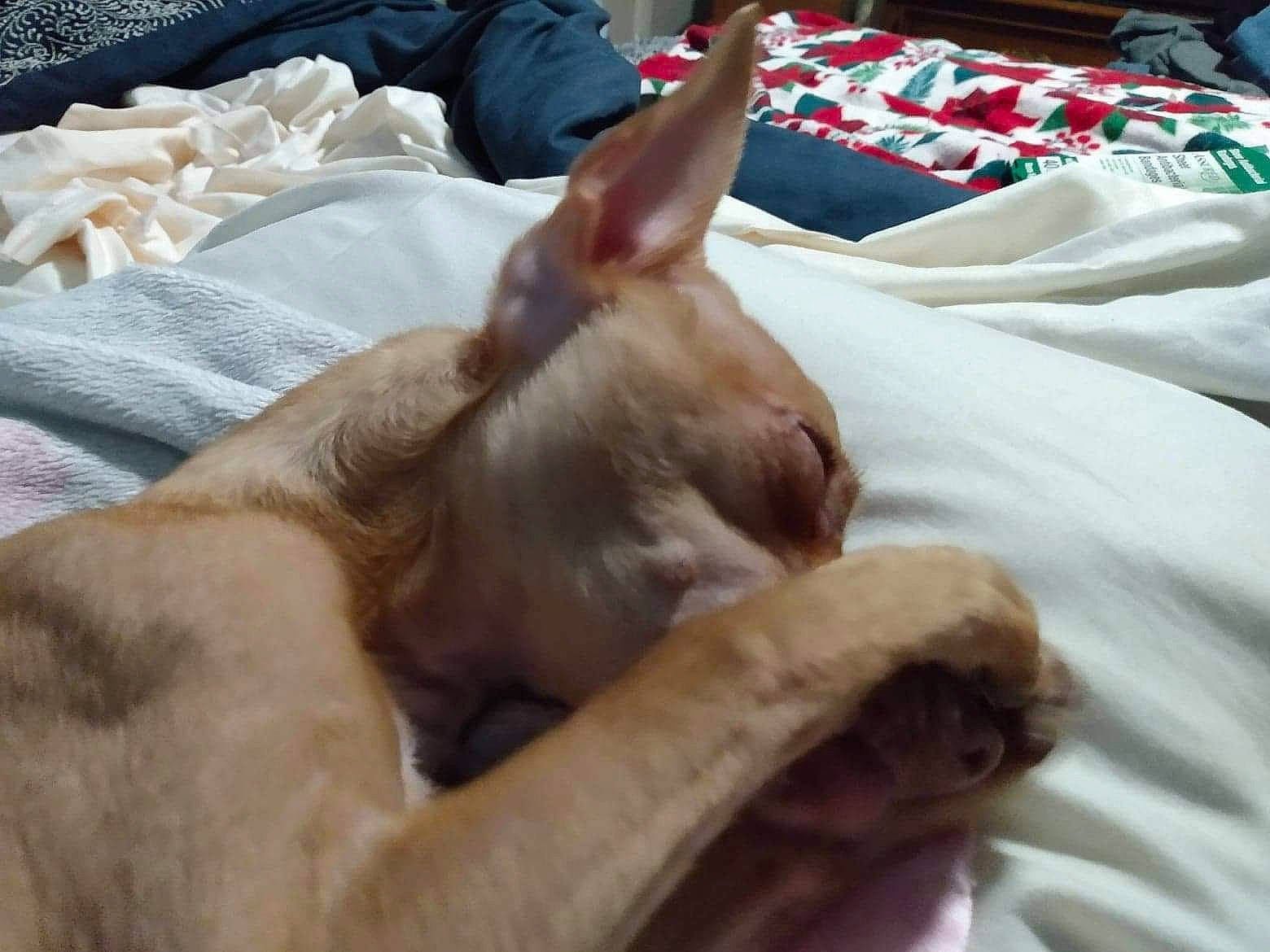 Honey Bear Parker is registered to the contest to win money with this photo: bed, canidae, carnivore, cat, comfort, companion_dog, dog, dog_breed, ear, fawn, felidae, fur, linens, liver, small_to_medium_sized_cats, snout, sporting_group, toy_dog, whiskers, working_animal