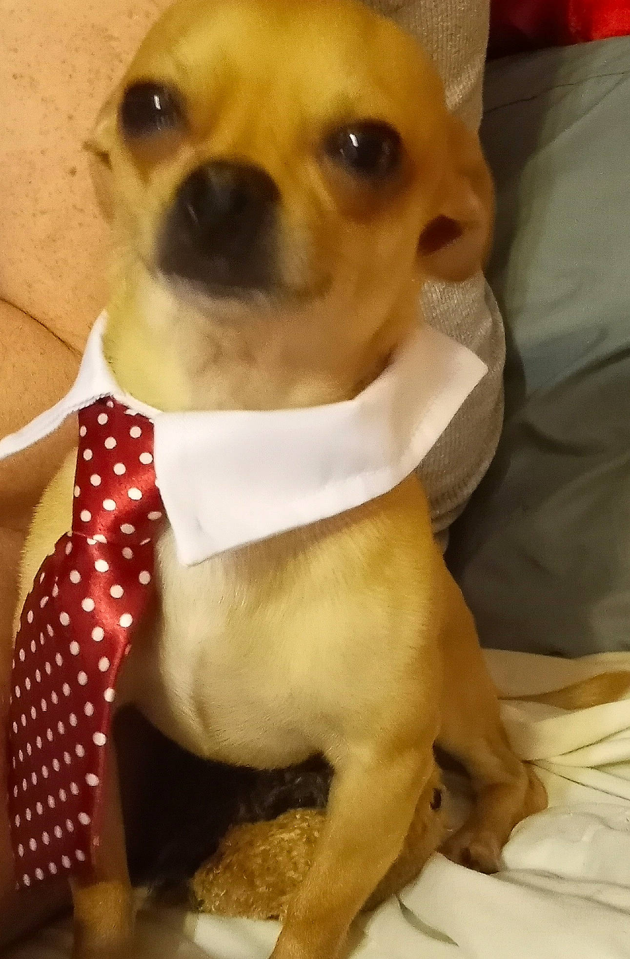 Teddy Bear is registered to the contest to win money with this photo: canidae, carnivore, chihuahua, collar, companion_dog, dog, dog_breed, dog_clothes, dog_collar, dog_supply, ear, fawn, fur, pet_supply, snout, sporting_group, toy, toy_dog, whiskers, working_animal