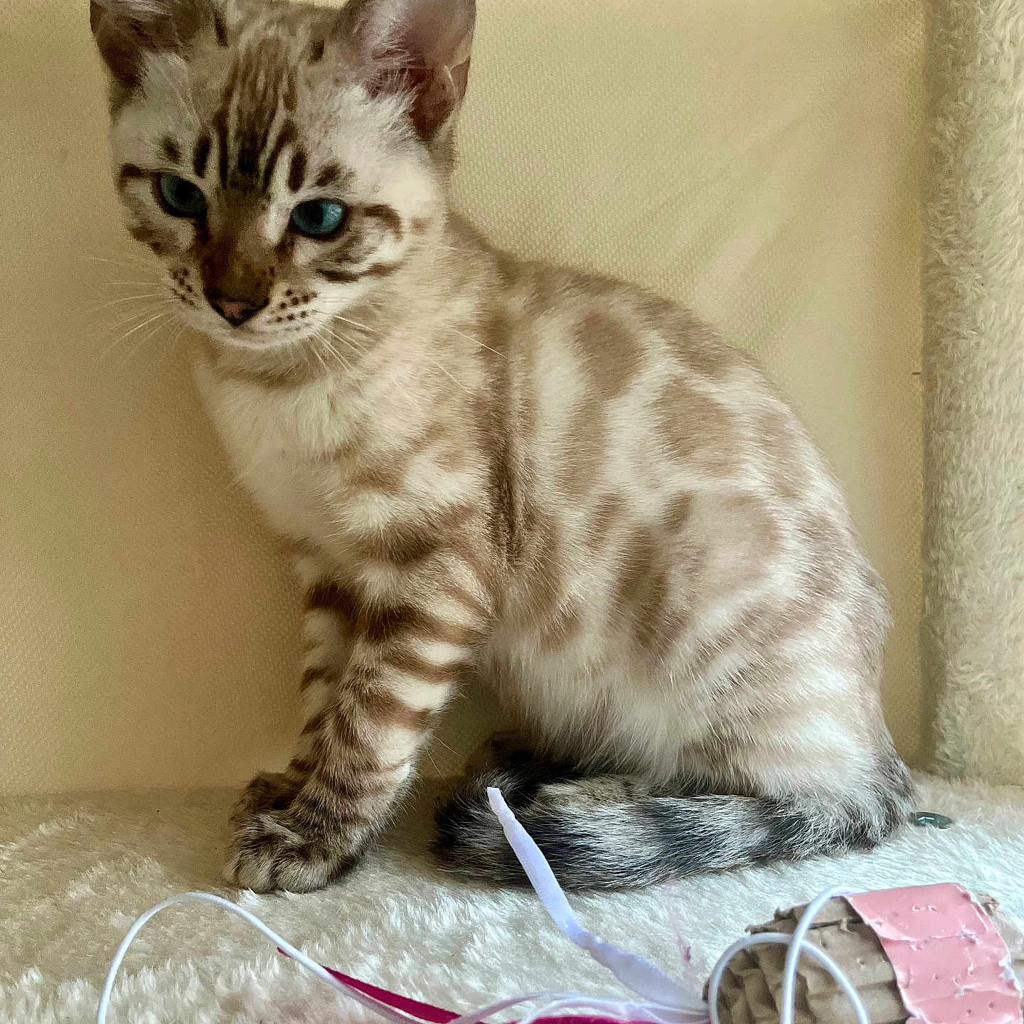 Aïna participe au concours pour gagner de l'argent avec cette photo : animal, attention, blue_eyes, cardboard, cat, cute, ears, feline, fluffy_surface, indoor, kitten, pet, playful, ribbons, spotted_fur, string, tail, toy, whiskers, young_cat