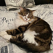 Morty joined the competition — help win amazing prizes! animal, bedspread, cat, comfort, cozy, eiffel_tower, fluffy, fur, indoor, mammal, paris_theme, pet, pillow, relaxing, resting, sleepy, tabby_cat, tail, whiskers, white_paws