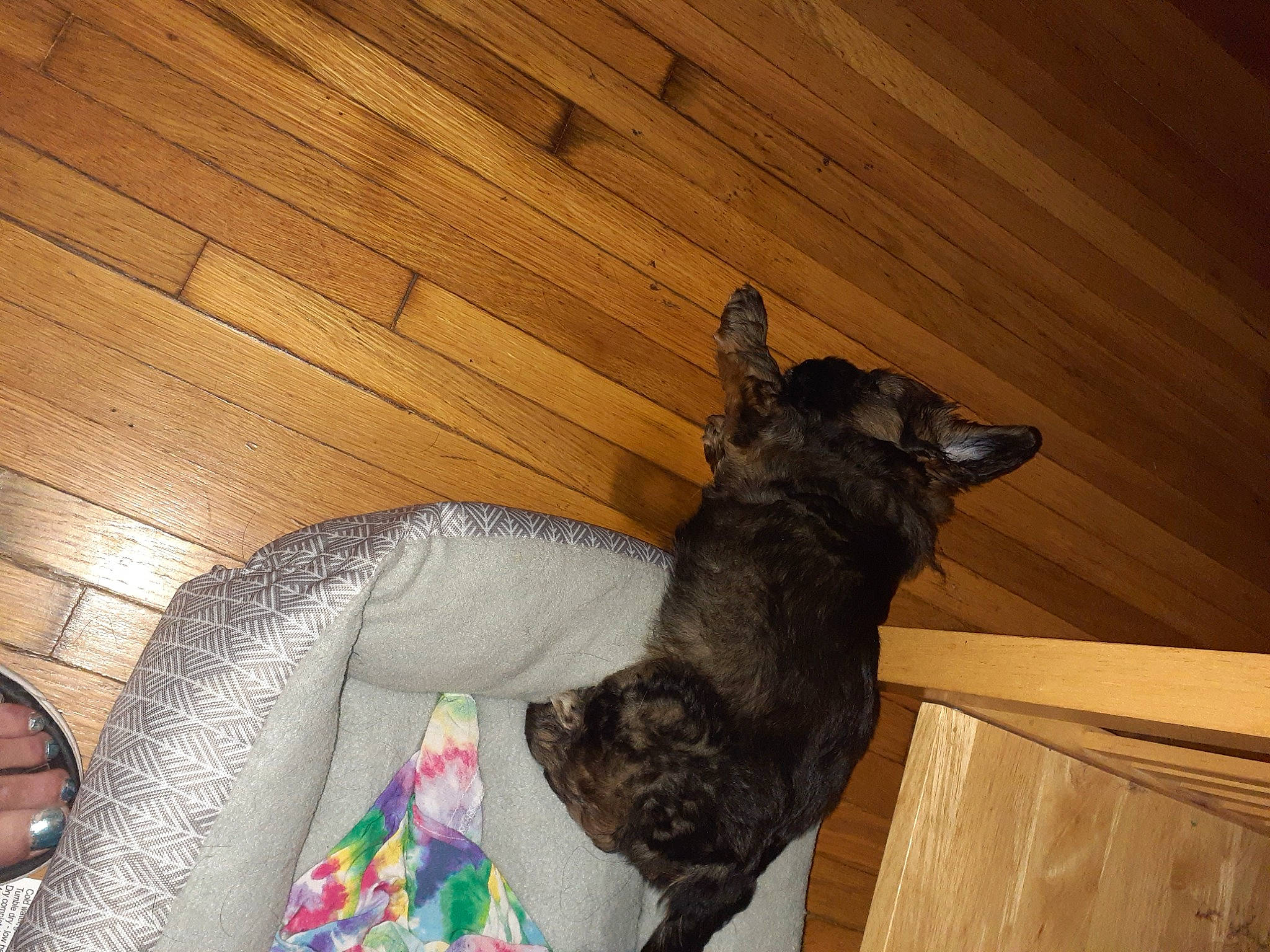 Daisy Mae is registered to the contest to win money with this photo: carnivore, cat, comfort, companion_dog, dog, dog_breed, fawn, felidae, floor, flooring, fur, hardwood, plank, small_to_medium_sized_cats, tail, varnish, whiskers, wood, wood_flooring, wood_stain