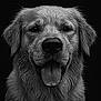 animal, animal_portrait, black_and_white, canine, close_up, dark_background, dog, ears, expression, face, friendly, fur_texture, golden_retriever, outdoor, pet, portrait, snout, tongue_out, water_droplets, wet_fur
