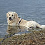 animal, beach, canine, coast, dog, goldenretriever, hound, labradorretriever, leash, nature, outdoors, pet, puppy, rock, sea, shoreline, soil, water, waterfront, whitedog