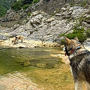 Ariel a rejoint le concours — aidez-le/la à gagner de superbes lots ! adventure, animal, background, canine, collar, dog, exploration, forest, greenery, landscape, mountain, nature, outdoor, pet, riverbed, rock, sniffing, tongue_out, water, wildlife