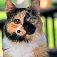 Sophie joined the competition — help win amazing prizes! cat, calico_cat, feline, portrait, close_up, mismatched_eyes, heterochromia, fluffy, fur, whiskers, ears, pet, animal, indoor, blurred_background, colorful, staring, cute, dramatic_pattern, photography