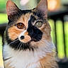 cat, calico_cat, feline, portrait, close_up, mismatched_eyes, heterochromia, fluffy, fur, whiskers, ears, pet, animal, indoor, blurred_background, colorful, staring, cute, dramatic_pattern, photography