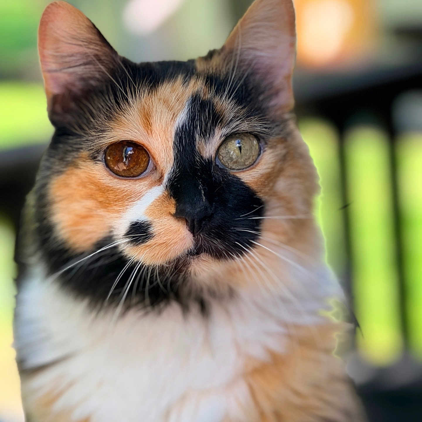 Sophie joined the competition — help win amazing prizes! cat, calico_cat, feline, portrait, close_up, mismatched_eyes, heterochromia, fluffy, fur, whiskers, ears, pet, animal, indoor, blurred_background, colorful, staring, cute, dramatic_pattern, photography