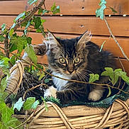 Tigrou participe au concours pour gagner de l'argent avec cette photo : animal, basket, cat, green, herbal, herbs, ivy, jar, kitten, leaf, outdoors, pet, plant, planter, pottedplant, pottery, vase, vegetation, vine, wood