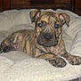 Roush joined the competition — help win amazing prizes! puppy, dog, brindle, pet, bed, fluffy, cozy, indoor, animal, cute, young, canine, resting, plaid, fur, ears, eyes, paw, nose, warm_lighting
