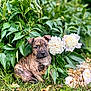 puppy, dog, brindle, grass, flowers, white_flowers, greenery, plants, nature, outdoor, cute, young_dog, pet, animal, leaf, bush, garden, flora, sitting, closeup