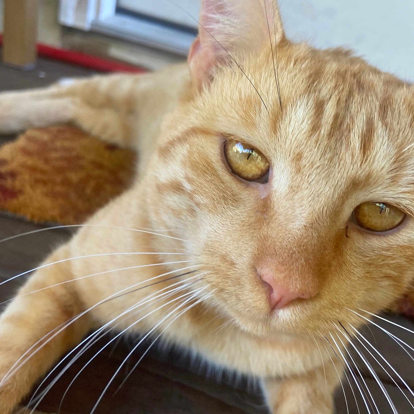 Simba joined the competition — help win amazing prizes! abyssinian, angora, animal, cat, hardwood, kitten, manx, pet, plywood, siamese, wood