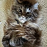 cat, fluffy, fur, pet, animal, indoor, carpet, closeup, whiskers, ears, paws, relaxed, cute, tabby, mammal, feline, portrait, lying_down, curious, domestic_cat