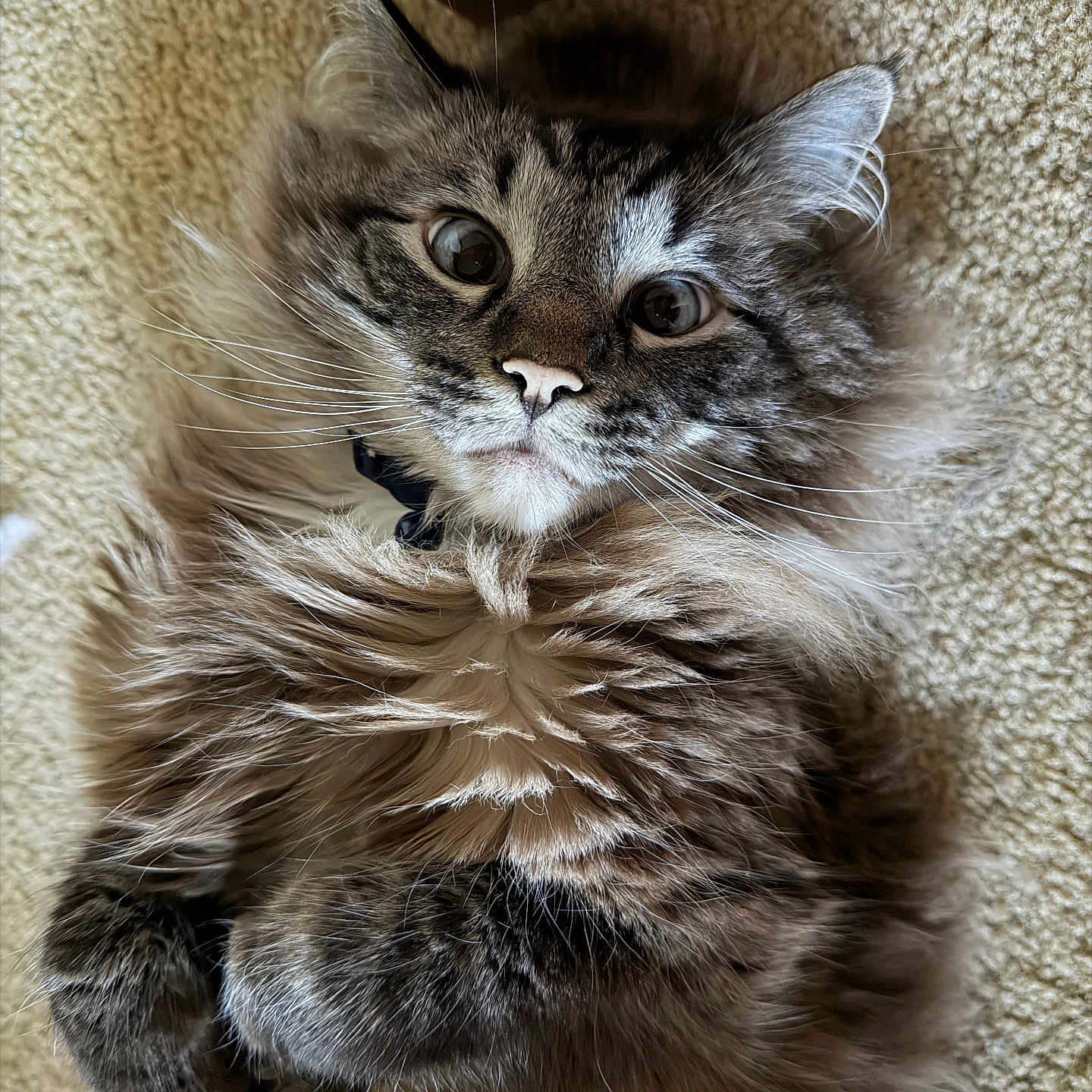 Gizmo