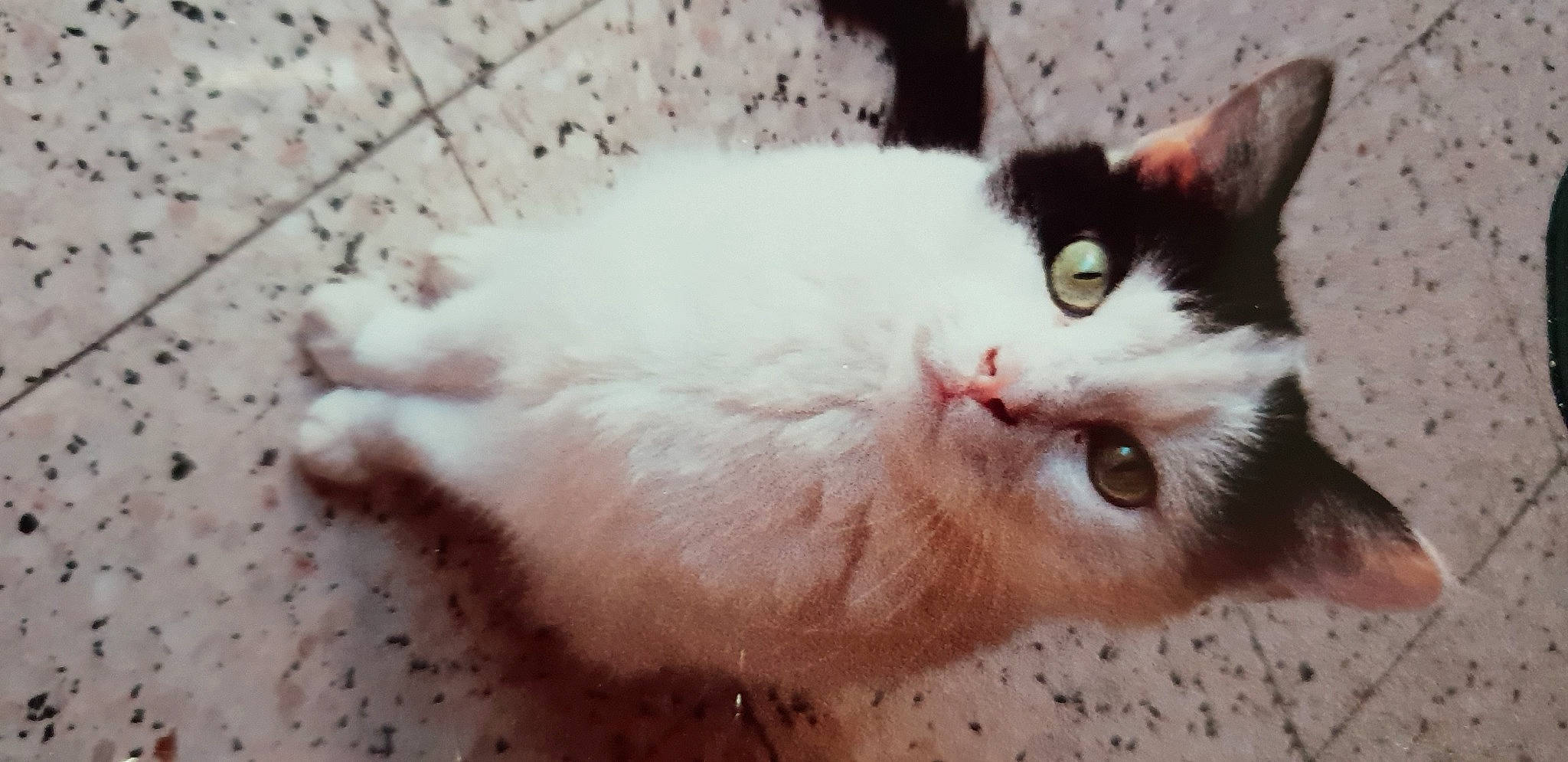 Maya participe au concours pour gagner de l'argent avec cette photo : aegean_cat, carnivore, cat, domestic_long_haired_cat, domestic_short_haired_cat, european_shorthair, eye, felidae, fur, kitten, mouth, nose, ojos_azules, persian, skin, small_to_medium_sized_cats, snout, turkish_angora, turkish_van, whiskers