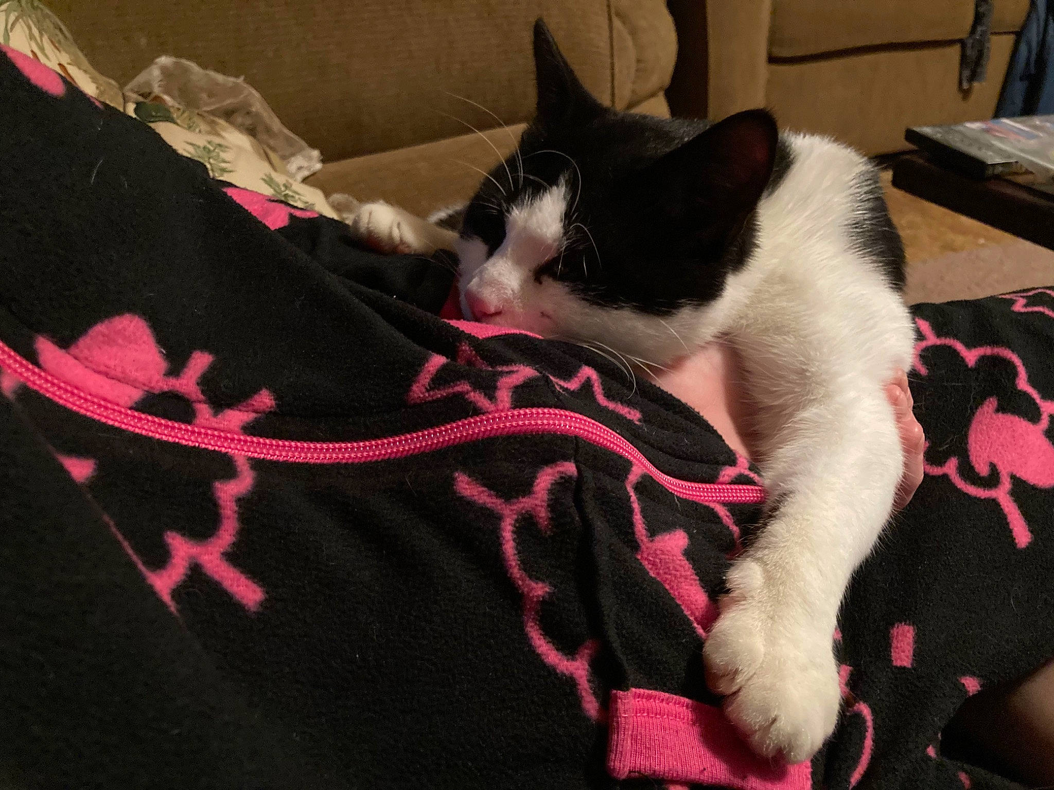 Grumpy joined the competition — help win amazing prizes! black_cat, carmine, carnivore, cat, claw, comfort, domestic_short_haired_cat, felidae, fur, human_leg, lap, linens, magenta, pattern, paw, pink, small_to_medium_sized_cats, snout, tail, whiskers