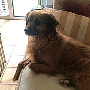 Leo participe au concours pour gagner de l'argent avec cette photo : dog, brown_dog, couch, indoor, pet, fur, pillow, striped_pillow, window, daylight, relaxed, looking_away, living_room, floor_tiles, furniture, domestic_animal, comfortable, side_view, calm, resting