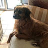 dog, brown_dog, couch, indoor, pet, fur, pillow, striped_pillow, window, daylight, relaxed, looking_away, living_room, floor_tiles, furniture, domestic_animal, comfortable, side_view, calm, resting