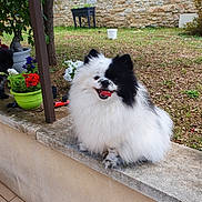 Panda participe au concours pour gagner de l'argent avec cette photo : dog, fluffy, black_and_white, happy, outdoor, garden, flower_pots, stone_ledge, grass, plants, tree, pet, small_dog, tongue_out, nature, smiling, cute, animal, yard, fur