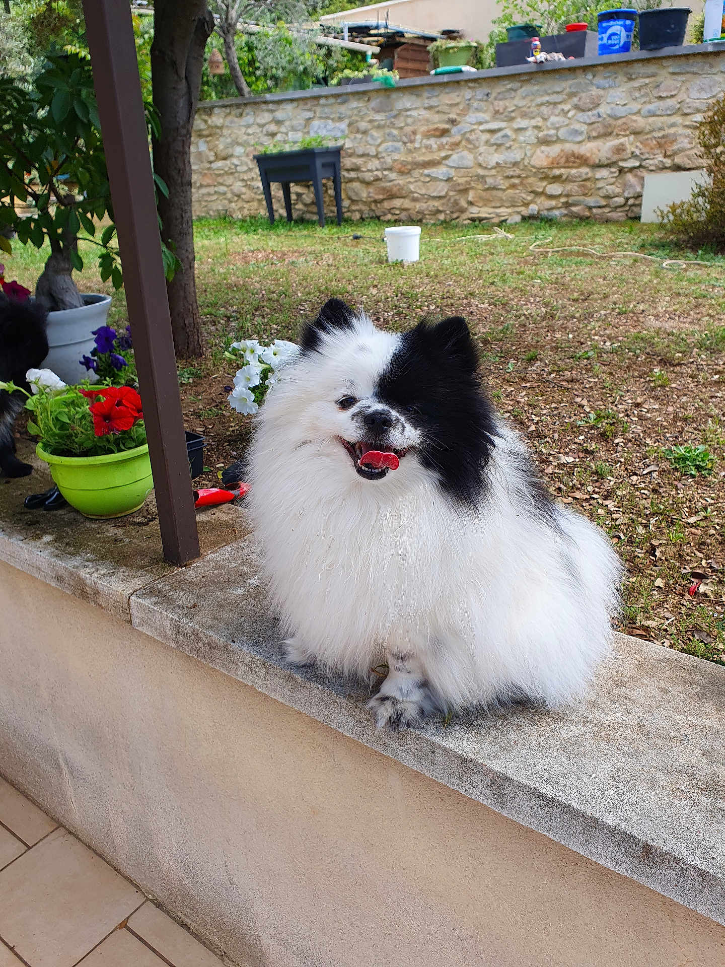 Panda participe au concours pour gagner de l'argent avec cette photo : dog, fluffy, black_and_white, happy, outdoor, garden, flower_pots, stone_ledge, grass, plants, tree, pet, small_dog, tongue_out, nature, smiling, cute, animal, yard, fur