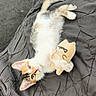 Bagueera a rejoint le concours — aidez-le/la à gagner de superbes lots ! cat, kitten, calico, pet, animal, lying_down, belly_up, fluffy, white_fur, orange_patches, black_patches, blue_eyes, pink_nose, pointed_ears, tail, plush_toy, blanket, indoors, cozy, playful