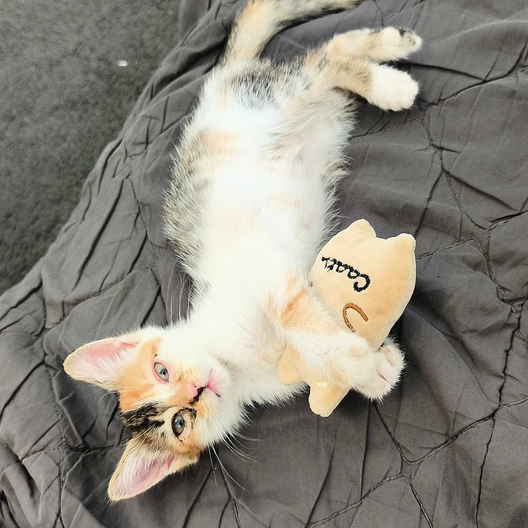 Bagueera a rejoint le concours — aidez-le/la à gagner de superbes lots ! cat, kitten, calico, pet, animal, lying_down, belly_up, fluffy, white_fur, orange_patches, black_patches, blue_eyes, pink_nose, pointed_ears, tail, plush_toy, blanket, indoors, cozy, playful