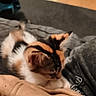 Bagueera a rejoint le concours — aidez-le/la à gagner de superbes lots ! cat, calico_cat, pet, sleeping, curled_up, cozy, blanket, bed, indoor, warm_lighting, furry, whiskers, ears, paws, relaxed, nap, close_up, gray_bedding, home, cute