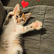 Bagueera participe au concours pour gagner de l'argent avec cette photo : kitten, cat, calico, pet, animal, cute, sleeping, relaxed, lying_down, stretching, paw, whiskers, fur, indoor, couch, blanket, quilt, portrait, hearts, text_overlay