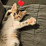 kitten, cat, calico, pet, animal, cute, sleeping, relaxed, lying_down, stretching, paw, whiskers, fur, indoor, couch, blanket, quilt, portrait, hearts, text_overlay