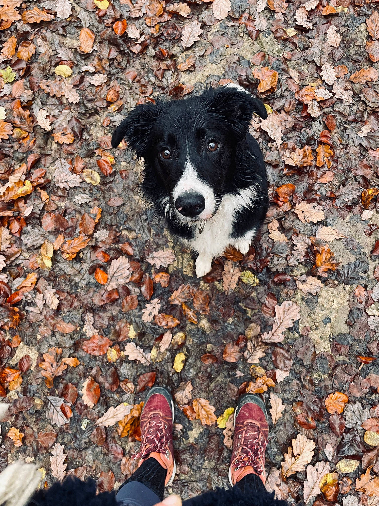 Saïko a rejoint le concours — aidez-le/la à gagner de superbes lots ! asphalt, autumn, canidae, carnivore, companion_dog, deciduous, dog, dog_breed, foot, grass, herding_dog, human_leg, people_in_nature, road_surface, shadow, snout, soil, sporting_group, tail, tints_and_shades