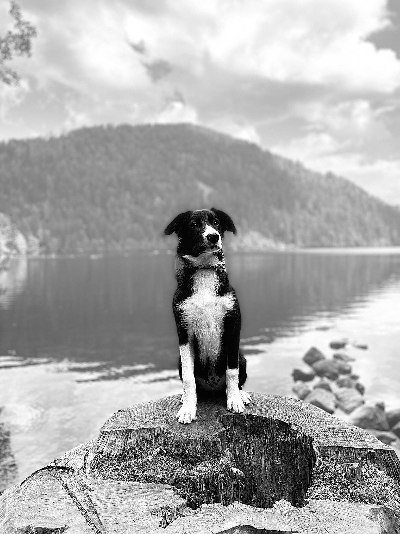 Saïko a rejoint le concours — aidez-le/la à gagner de superbes lots ! black_and_white, carnivore, cloud, companion_dog, dog, dog_breed, lake, landscape, monochrome, monochrome_photography, mountain, nature, reflection, rock, sky, sporting_group, stock_photography, style, water, watercourse