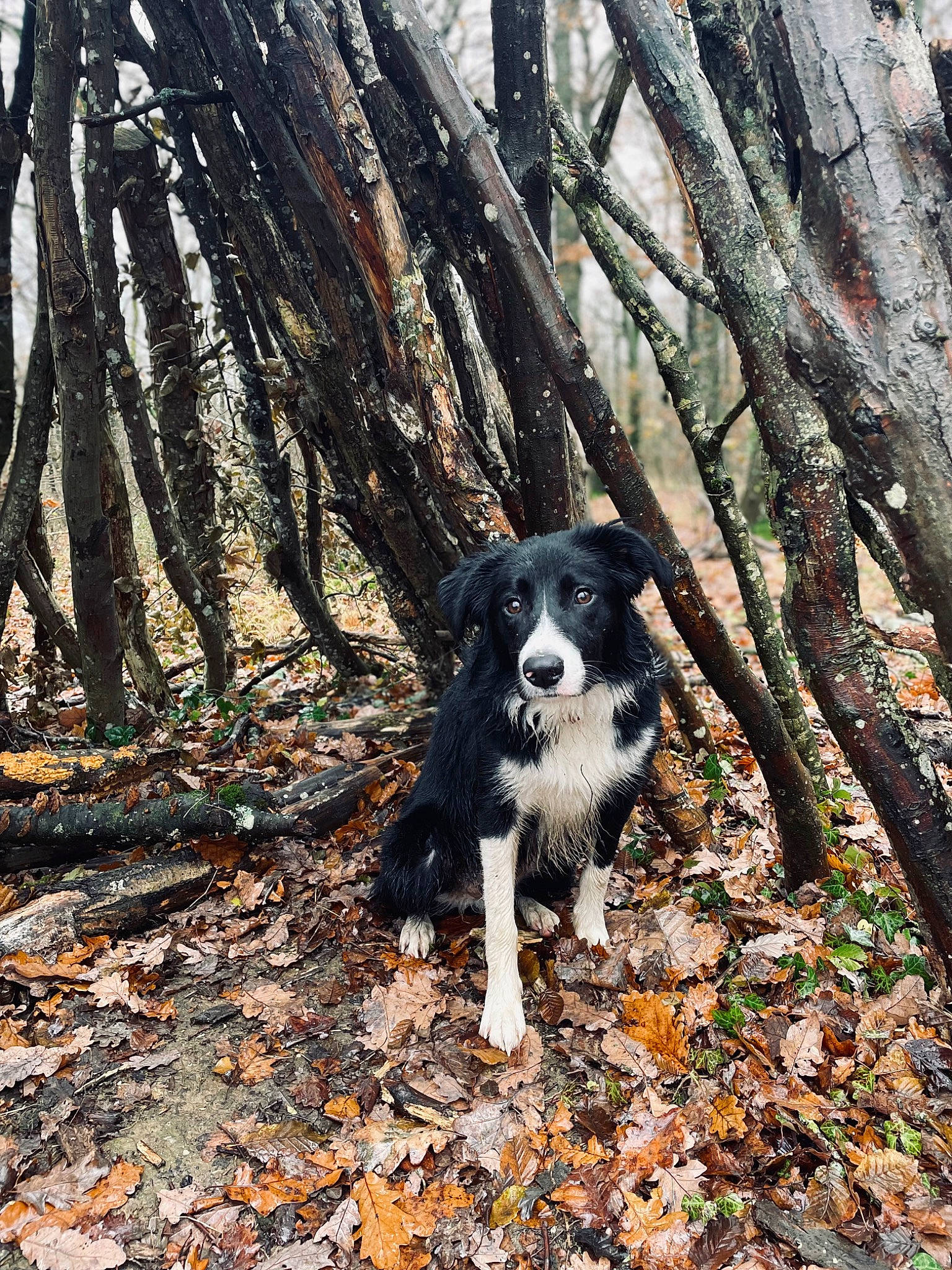 Saïko a rejoint le concours — aidez-le/la à gagner de superbes lots ! border_collie, carnivore, companion_dog, dog, dog_breed, forest, grass, herding_dog, natural_landscape, plant, soil, sporting_group, tail, temperate_broadleaf_and_mixed_forest, tints_and_shades, tree, trunk, twig, wood, woodland