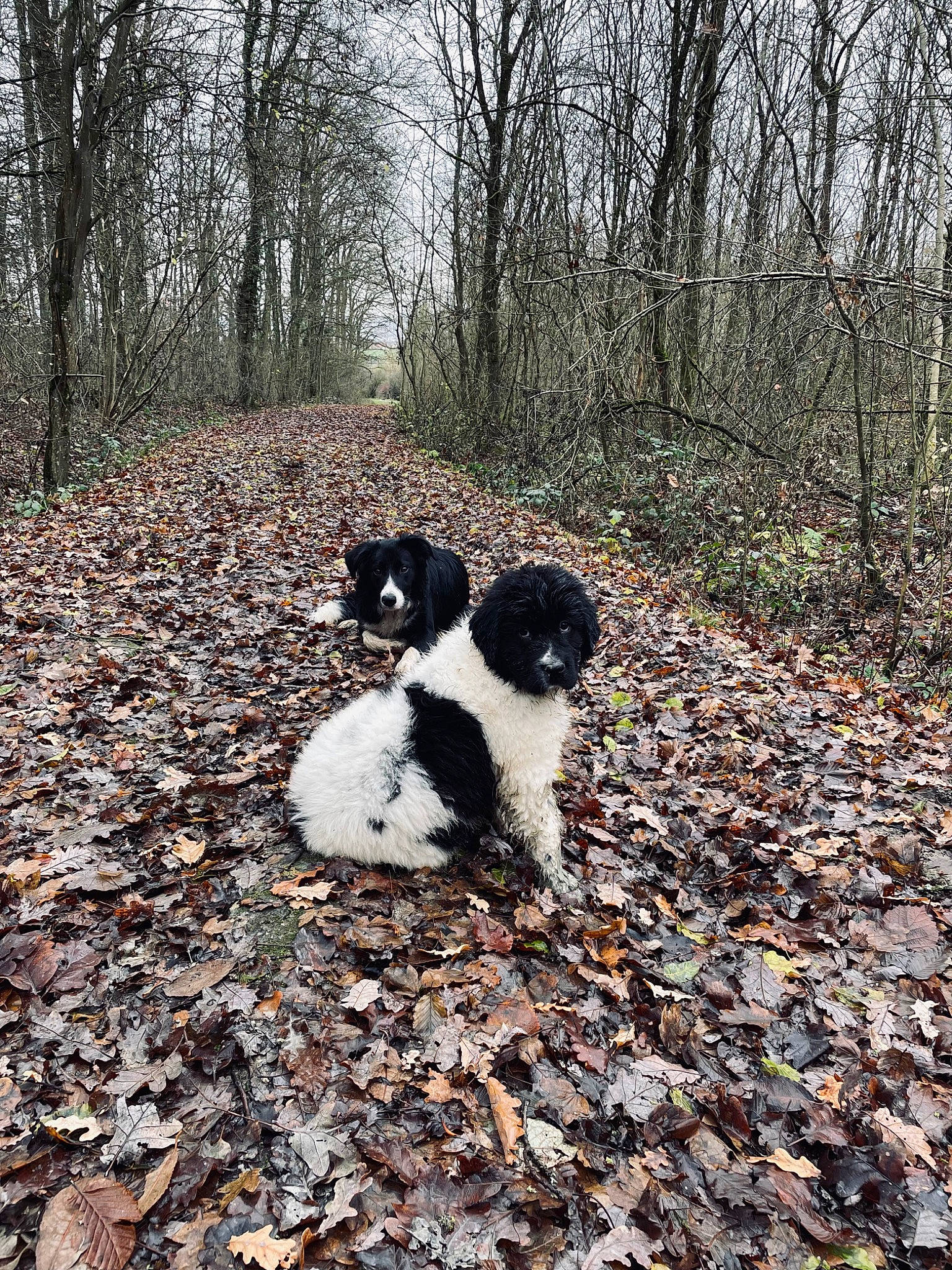 Snow participe au concours pour gagner de l'argent avec cette photo : canidae, carnivore, companion_dog, dog, dog_breed, fur, grass, herding_dog, landscape, landseer, natural_landscape, plant, rock, soil, sporting_group, tail, tints_and_shades, tree, wood, woodland