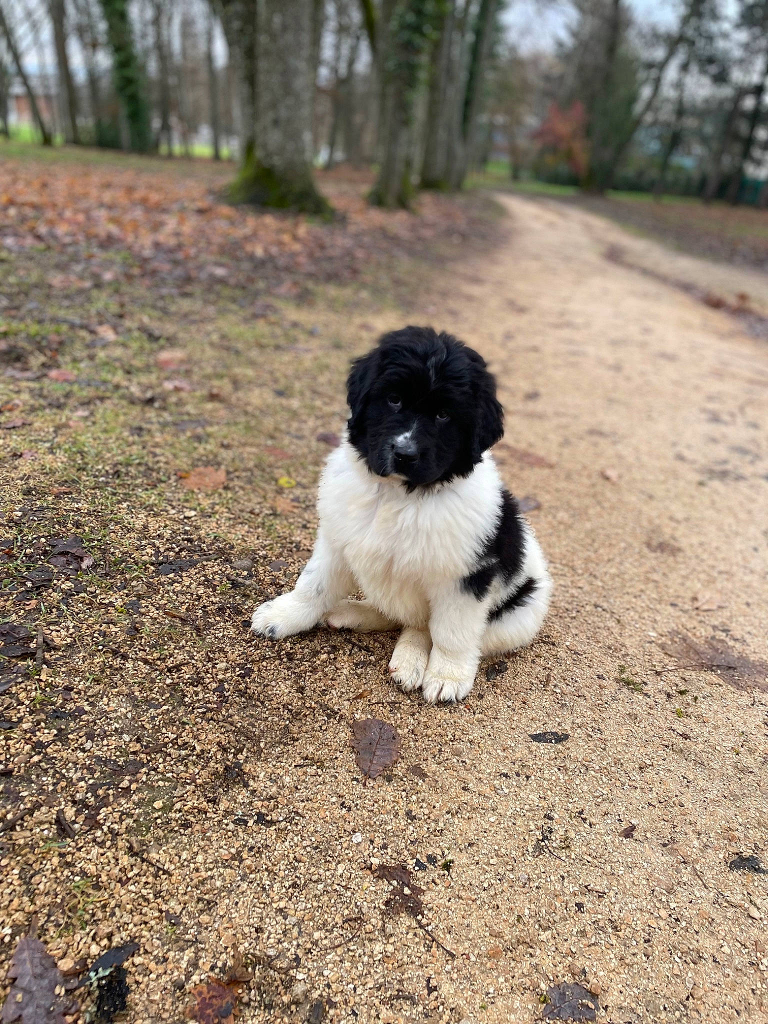 Snow participe au concours pour gagner de l'argent avec cette photo : asphalt, canidae, carnivore, companion_dog, dog, dog_breed, fur, grass, mal_shi, plant, puppy, shih_tzu, snout, soil, sporting_group, tail, terrestrial_animal, toy_dog, tree, working_animal