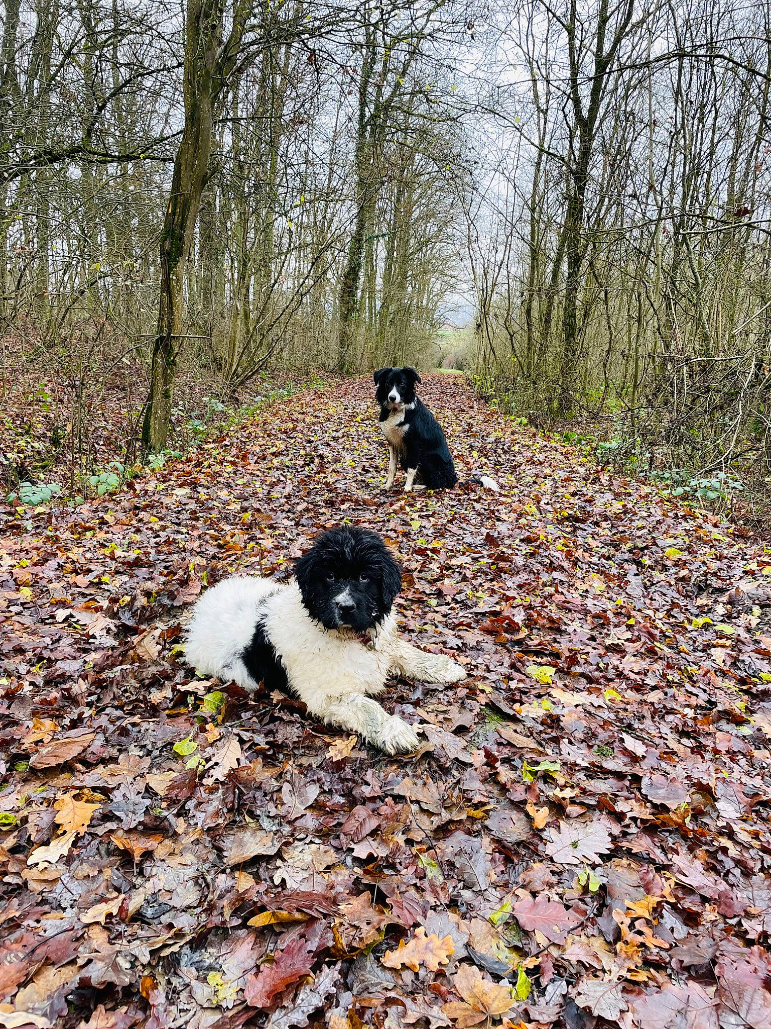 Snow a rejoint le concours — aidez-le/la à gagner de superbes lots ! biome, canidae, carnivore, companion_dog, deciduous, dog, dog_breed, fawn, forest, grass, groundcover, leaf, natural_landscape, plant, soil, sporting_group, tree, wood, woodland, woody_plant