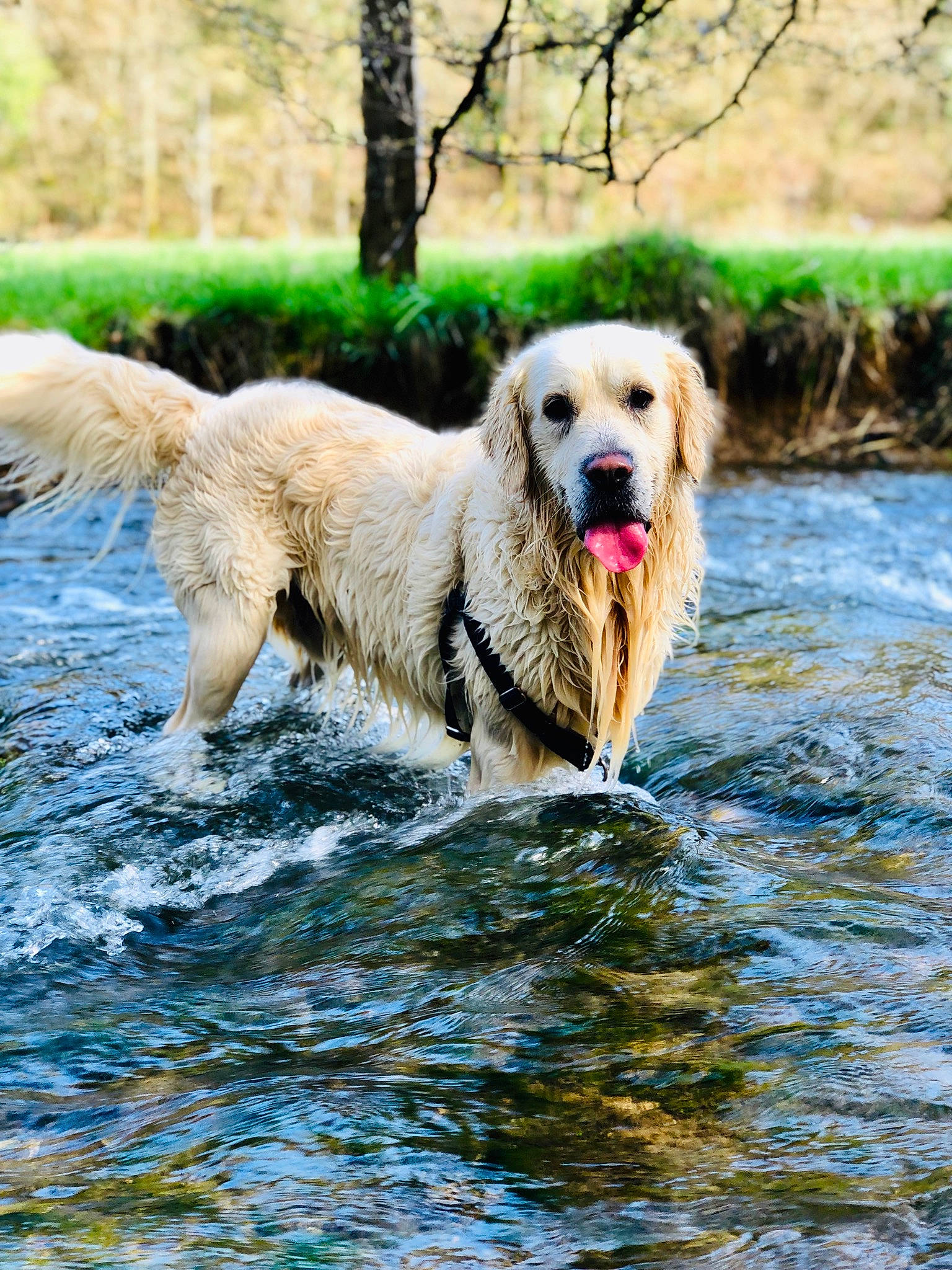 Malabar participe au concours pour gagner de l'argent avec cette photo : canidae, carnivore, companion_dog, dog, dog_breed, fawn, fur, golden_retriever, labrador_retriever, livestock_guardian_dog, mammal, maremma_sheepdog, retriever, snout, sporting_group, vertebrate, water, wildlife, working_dog
