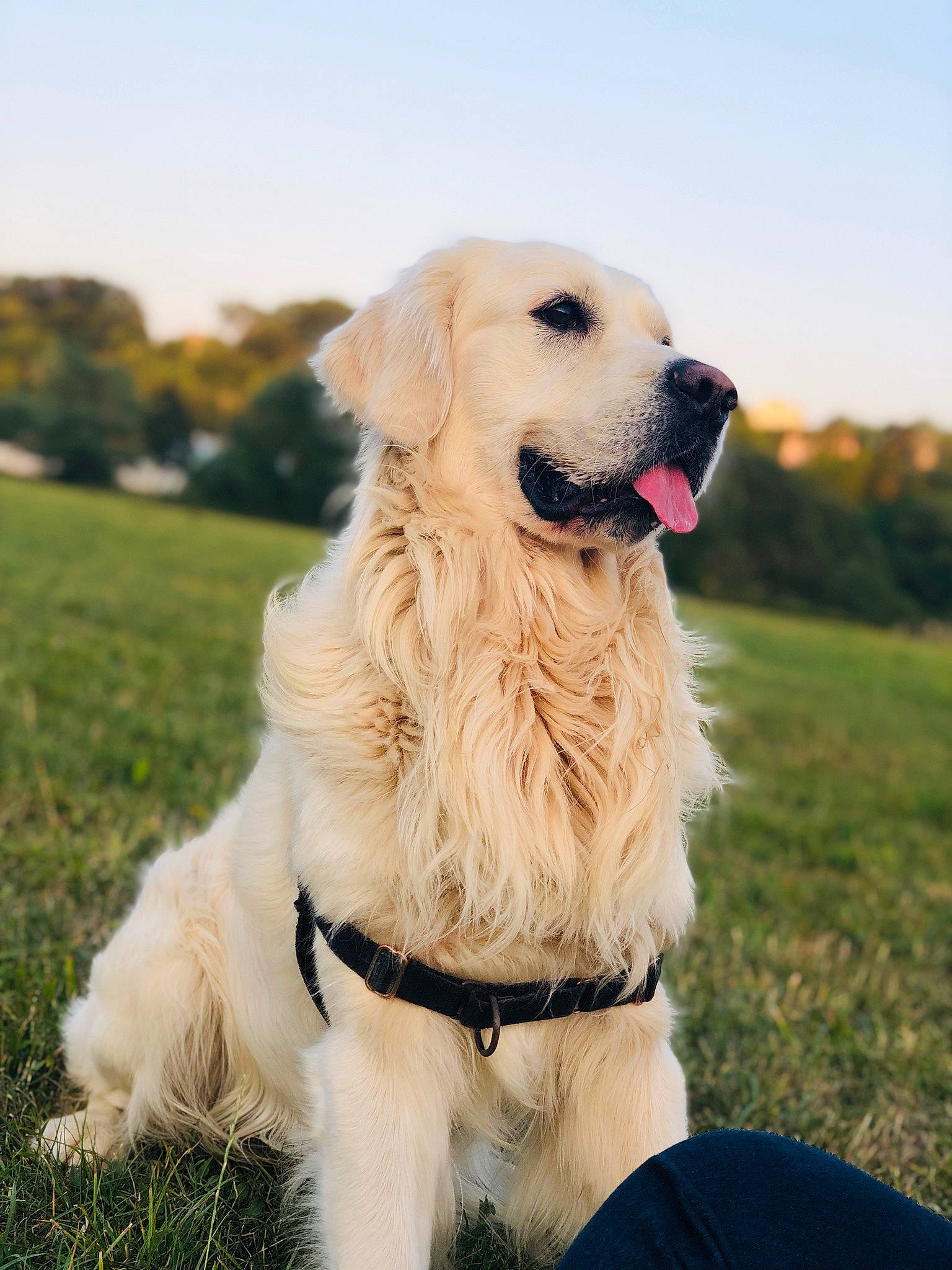 Malabar a rejoint le concours — aidez-le/la à gagner de superbes lots ! canidae, carnivore, companion_dog, dog, dog_breed, dog_collar, fur, golden_retriever, labrador_retriever, mammal, puppy, rare_breed_dog, retriever, snout, sporting_group, vertebrate