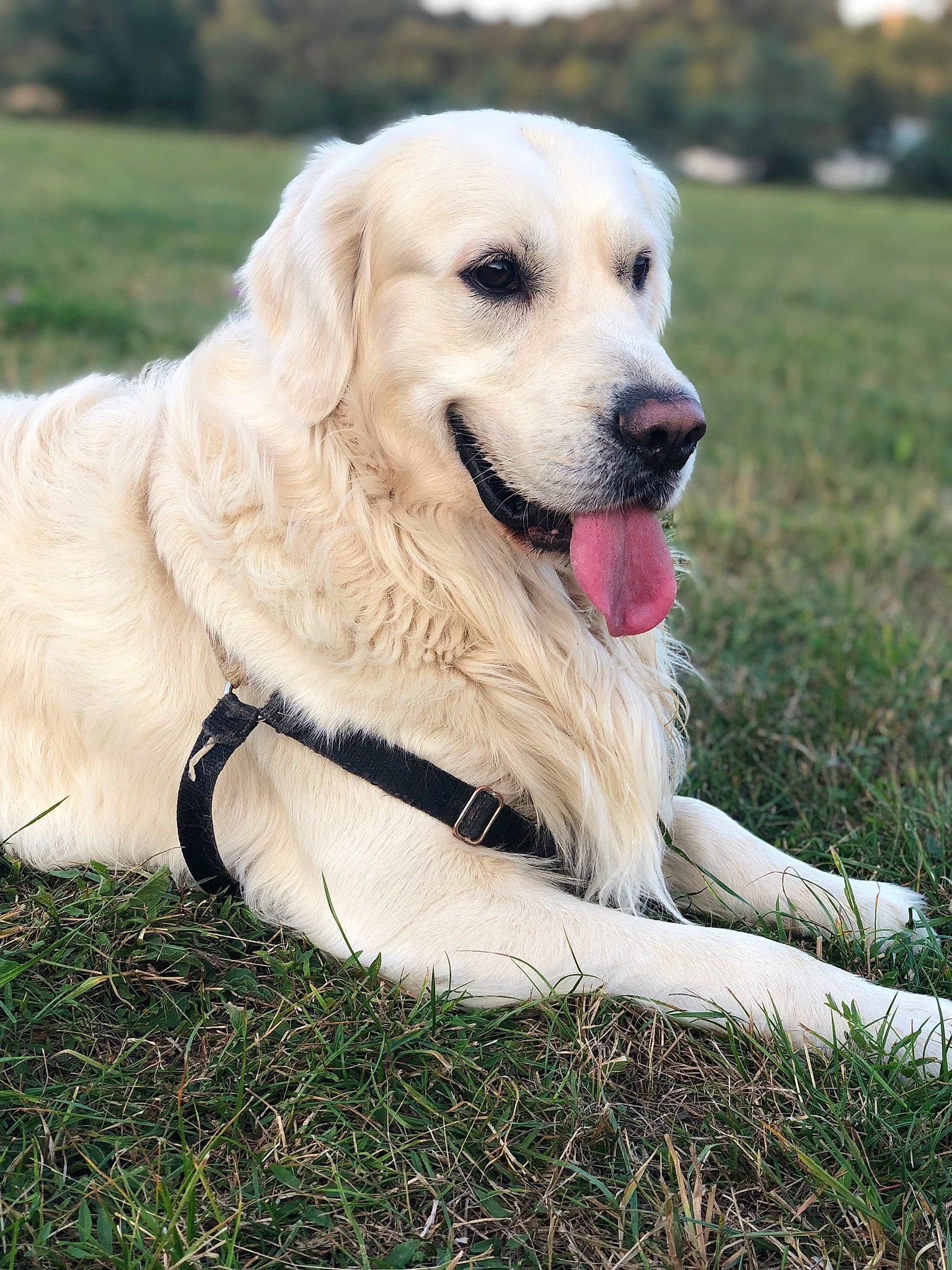 Malabar a rejoint le concours — aidez-le/la à gagner de superbes lots ! akbash_dog, canidae, carnivore, companion_dog, dog, dog_breed, flat_coated_retriever, golden_retriever, grass, labrador_retriever, livestock_guardian_dog, mammal, maremma_sheepdog, polish_tatra_sheepdog, retriever, slovak_cuvac, sporting_group, vertebrate