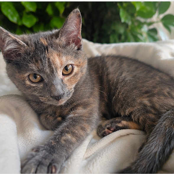 Nala