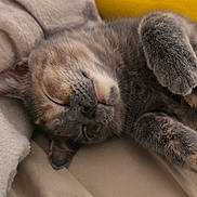 Nala joined the competition — help win amazing prizes! cat, sleeping, cozy, blanket, fur, close_up, pet, domestic_animal, relaxed, cute, whiskers, paws, resting, indoors, soft_texture, feline, nap, warm, comfort, animal