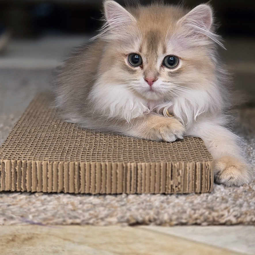 Priscilla is registered to the contest to win money with this photo: kitten, cat, fluffy, pet, animal, scratcher, indoor, carpet, fur, cute, young, relaxed, whiskers, portrait, domestic, mammal, feline, playful, small, closeup