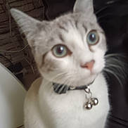 Flocon participe au concours pour gagner de l'argent avec cette photo : cat, close_up, blurry, indoor, collar, bells, white_fur, blue_eyes, pet, animal, curious, feline, face, whiskers, ears, domestic, sitting, background, brick_wall, furniture