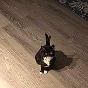 Loki joined the competition — help win amazing prizes! cat, tuxedo_cat, pet, indoor, wooden_floor, shadow, curious, looking_up, fur, whiskers, collar, domestic_animal, animal, flooring, home, patterned_rug, feline, small_pet, cute, alert
