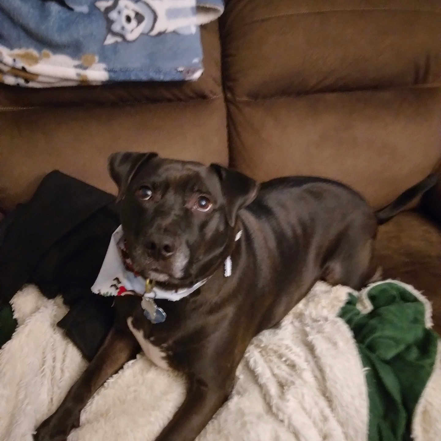 Boots is registered to the contest to win money with this photo: animal, bandana, black_dog, blanket, brown_couch, comfort, couch, cozy, cute_pet, dog, domestic_animal, fur, home_interior, indoor, looking_up, pet, relaxed, resting, soft_texture, white_patch