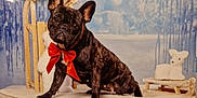 Tesla participe au concours pour gagner de l'argent avec cette photo : french_bulldog, dog, brindle, bow_tie, pet, indoor, blanket, plush_toy, wooden_sled, winter_theme, decor, animal, cute, portrait, sitting, furniture, background, cozy, holiday, studio