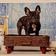 Tesla participe au concours pour gagner de l'argent avec cette photo : dog, french_bulldog, stuffed_animal, plush_toy, suitcase, sled, winter, forest_background, indoor, brown, white, animal, pet, portrait, decor, wood, toy, brindle, cute, studio
