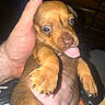 Hope joined the competition — help win amazing prizes! puppy, dog, brown, tongue_out, cute, small, pet, hand, fur, animal, closeup, expression, young, indoor, claws, whiskers, nose, paw, mammal, adorable
