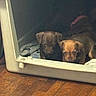 puppies, dog_crate, blanket, wooden_floor, pet, animal, cute, indoor, young_dog, brown_puppy, black_puppy, resting, cozy, small_animals, domestic_animal, sleeping_area, pets, canine, crate, floor