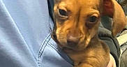 Hope joined the competition — help win amazing prizes! puppy, dog, small_dog, brown_dog, pet, cute, person, hand, shirt, blue_shirt, indoor, couch, fabric, animal, young_animal, looking, resting, holding, close_up, companion